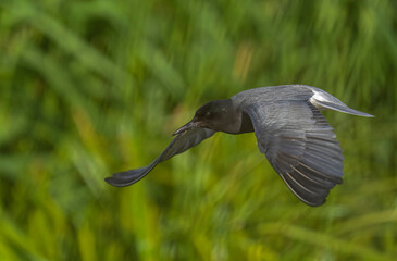 Black Tern (Chlidonias nigra) in flight. Bird in flight.