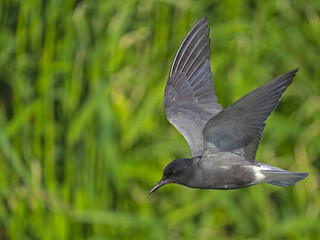 Obraz premium Black Tern (Chlidonias nigra) in flight. Bird in flight.