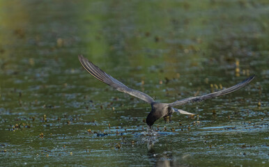 Black Tern (Chlidonias nigra) in flight. Bird in flight.