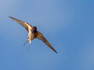 Barn Swallow (Hirundo rustica) in flight against the sky. Bird in flight.