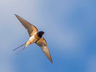 Barn Swallow (Hirundo rustica) in flight against the sky. Bird in flight.