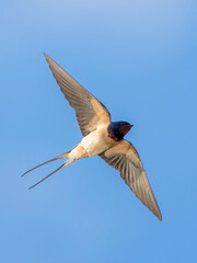 Barn Swallow (Hirundo rustica) in flight against the sky. Bird in flight.