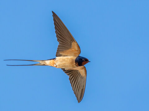 Barn Swallow (Hirundo rustica) in flight against the sky. Bird in flight.