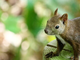 Ezo squirrels in eastern Hokkaido