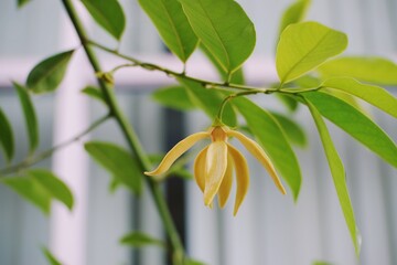 Ylang Ylang flowers blooms on early in the sunshine morning. Toned with color filter and soft noise to get old camera effect. Soft focus and blurred.