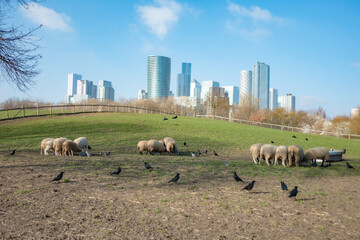 Urban farming, city farm landscape. Mudchute Park and Farm with sheep in the foreground and London...