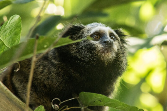 Macaquinho na mata em Mairipora Sao Paulo Brasil