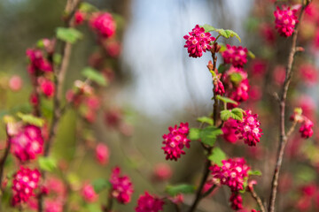 Ribes sanguineum, red-flowering currant in spring day.