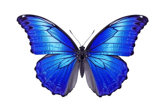 Beautiful and Rare Butterfly on a Transparent Background. Generative AI
