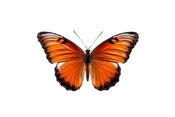 Beautiful and Rare Butterfly on a Transparent Background. Generative AI