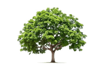 Fototapeta na wymiar Beautiful Big Tree on a Transparent Background. Generative AI