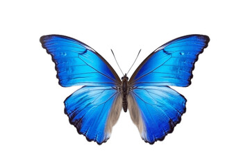 Obraz na płótnie Canvas Butterfly Isolated on a Transparent Background. Generative AI