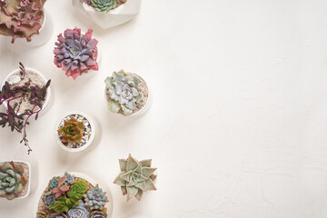 Echeveria Succulent house plant in a pot and other potted house plants on a table