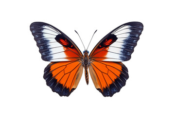 Plakat Butterfly Isolated on a Transparent Background. Generative AI