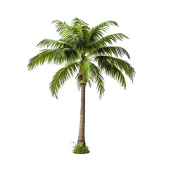 ai generated palm tree photos for decoration background or scene