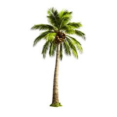 ai generated palm tree photos for decoration background or scene