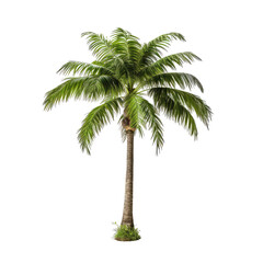 ai generated palm tree photos for decoration background or scene