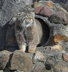 Pallas cat (Otocolobus manul), also known as manul, small wild cat, hiding in rocks