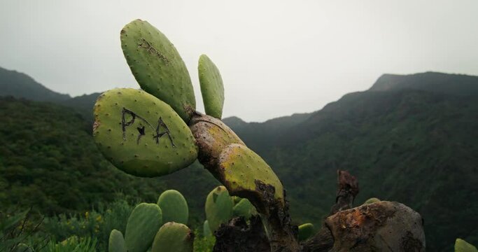 cactus in mountain, tenerife