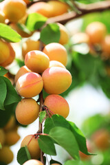 A bunch of natural apricots
