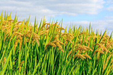 Mature rice fields on farms