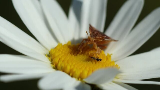 Teufelchen (Phymata crassipes) mit Beute auf Margerite
