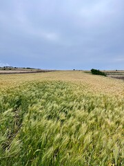 green barley field