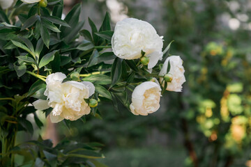 Close-up of a blooming white peony. A flower and a bud in raindrops at sunset. Green natural background. A blooming garden. Beautiful bokeh.
