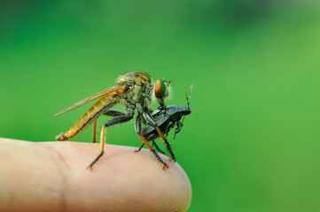 macro of a fly