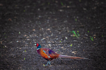 Long-tailed pheasant, wildlife game birds on a green field, wild bird on agricultural meadow