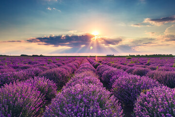 Obraz na płótnie Canvas Sunset in the countryside over agricultural blooming lavender field