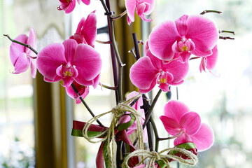 pink orchids near the windov - orkide çiçeği