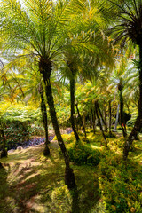 Obraz premium Tropical garden with palm trees, ferns and exotic flowers on Martinique island. Sunlit lush exotic vegetation in popular public park in the Caribbean sea called “Jardin de Balata“, Fort-de-France.