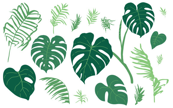 Set of monstera leaves and palm tree leaves. Isolated elements on the neutral background.