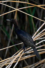 Zwergscharbe // Pygmy cormorant (Microcarbo pygmeus) - Axios Delta, Greece