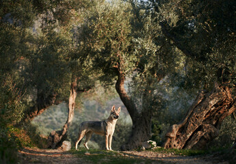 Czechoslovakian wolfdog in the olive trees. A beautiful dog that looks like a wolf in nature. Pet...