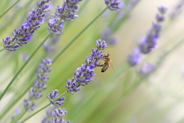 Obraz premium Bee pollination on lavender flower