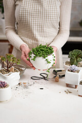 Woman holding potted Senecio Rowley house Plant in white ceramic pot