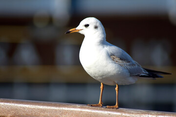baby seagull on the pier