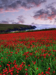 Poppies at pentire head near poly joke beach cornwall england uk 
