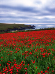 Poppies at pentire head near poly joke beach cornwall england uk 