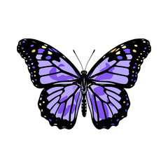 Beautiful colorful cartoon exotic vector isolated on white pastel purple butterfly with colorful wings and antennae sticker