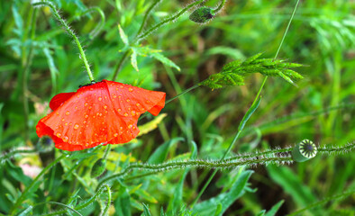 Close-up of a red poppy flower with raindrops.
Fresh grass, red poppy with drops of morning dew on natural defocused light green background. Medicinal plant.