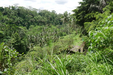 Tropischer Regenwald auf Bali