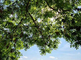Summer Tree with Sunlight