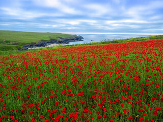 Poppies at pentire head near poly joke beach cornwall england uk 