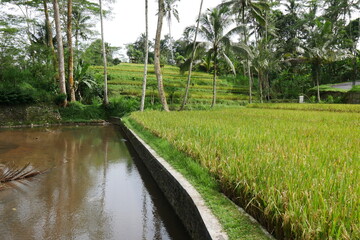 Bewässerungskanal und Reisfelder auf Bali