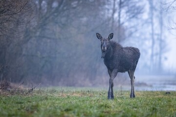 The moose (elk), Alces alces, Biebrzanski National Park, Poland.