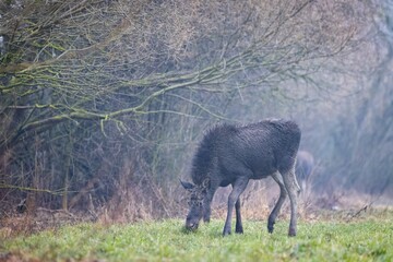 The moose (elk), Alces alces, Biebrzanski National Park, Poland.