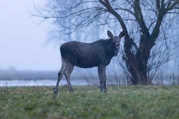The moose (elk), Alces alces, Biebrzanski National Park, Poland.